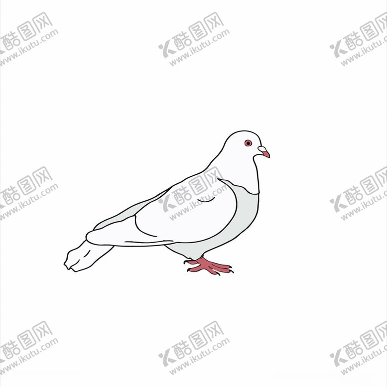 编号：11637102161236039988【酷图网】源文件下载-鸽子素材图
