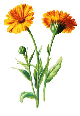 复古花朵植物图案欧美叶子油画鲜