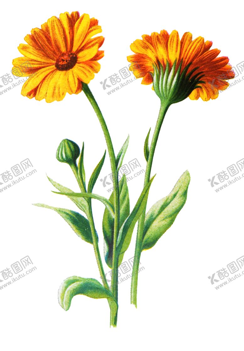 编号：84733507021549233469【酷图网】源文件下载-复古花朵植物图案