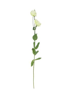 单只花花枝素材花黄色花卉