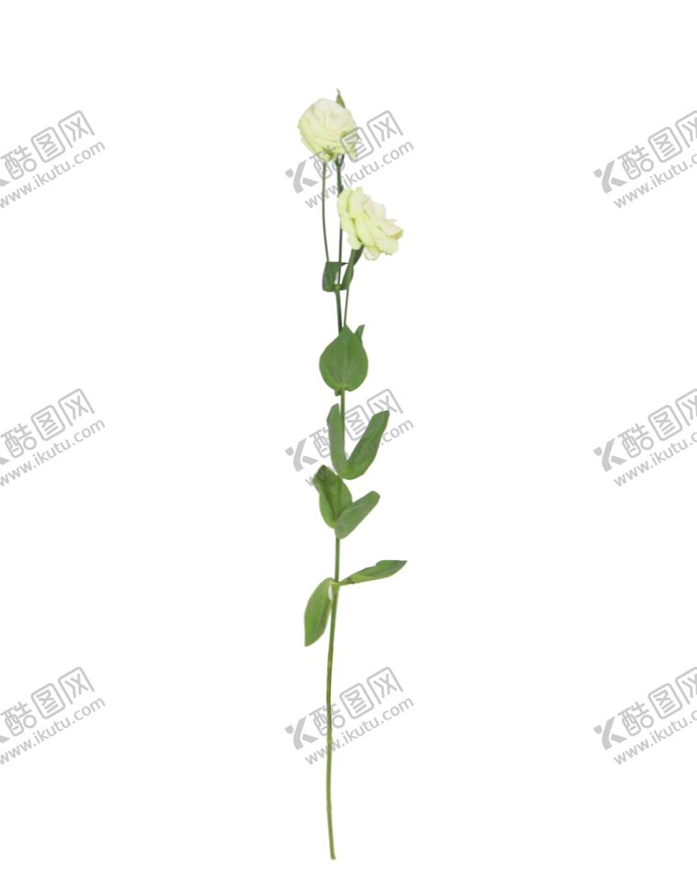 编号：76588910190306408412【酷图网】源文件下载-单只花花枝素材花黄色花卉