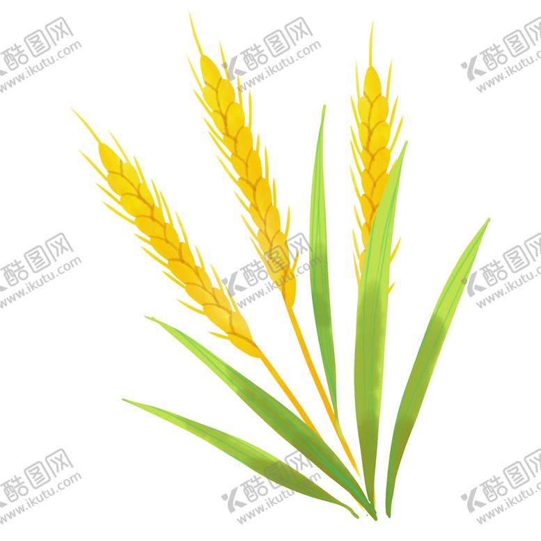编号：34095809201846514691【酷图网】源文件下载-小满小麦