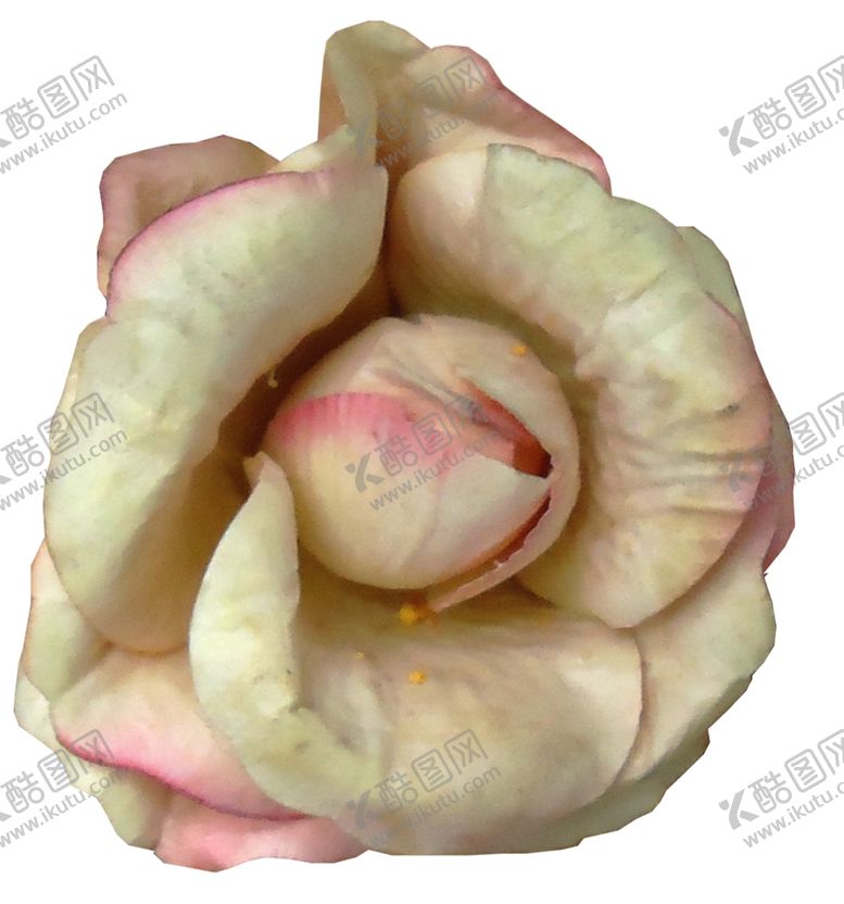 编号：47651009182001424721【酷图网】源文件下载-粉色玫瑰花朵图案