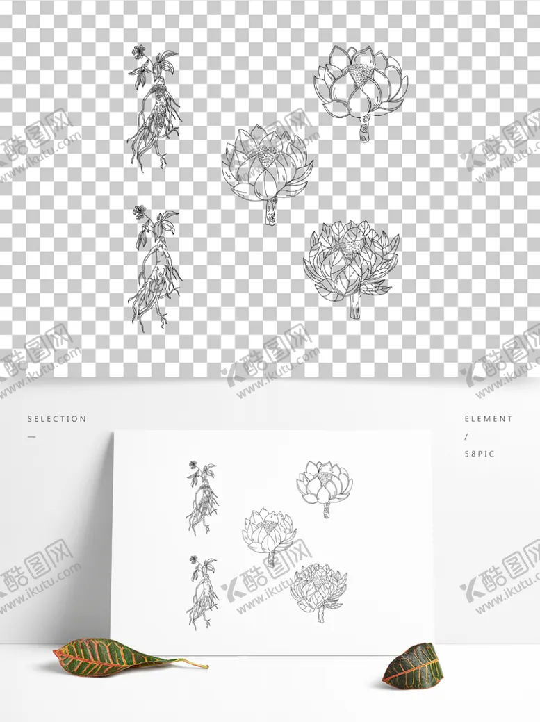 编号：60172309231321317531【酷图网】源文件下载-雪莲手绘线稿