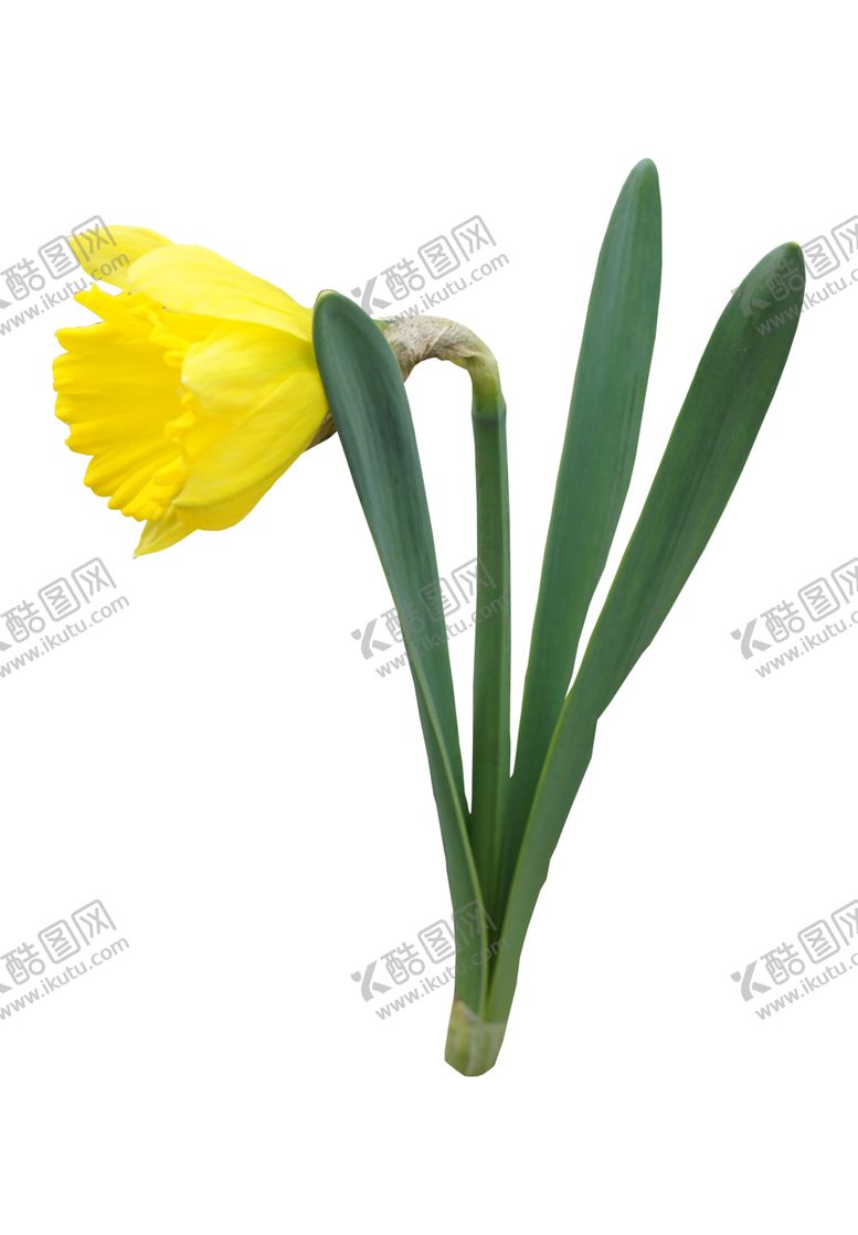 编号：44722307010219045461【酷图网】源文件下载-花边