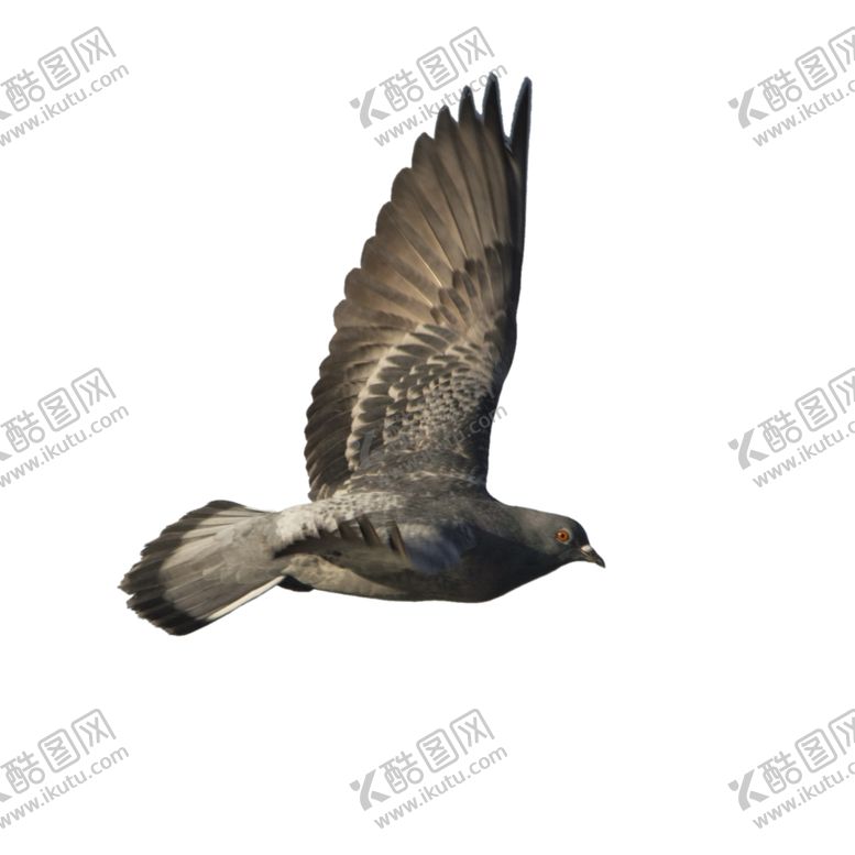 编号：78769609210058218731【酷图网】源文件下载-和平鸽