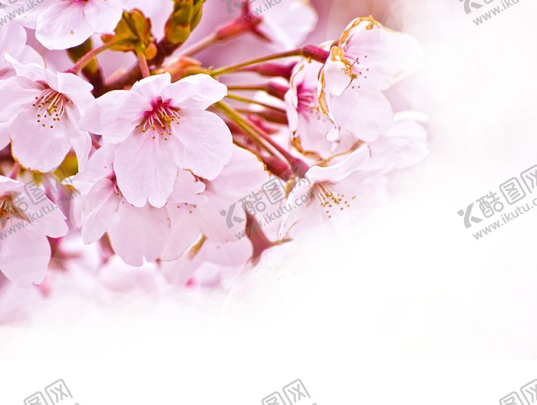 编号：74123710061513341845【酷图网】源文件下载-樱花创意绘画图案