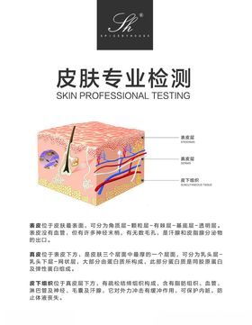 皮肤