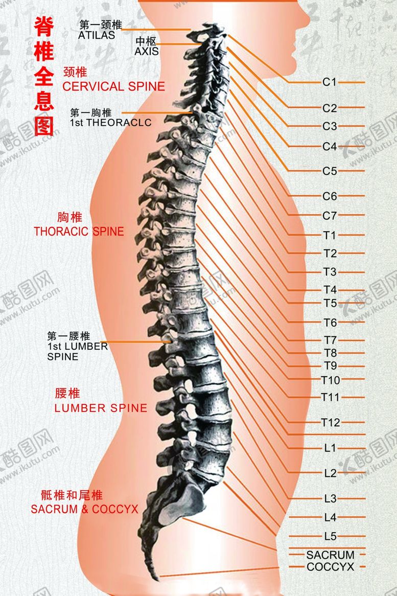编号：30954809180637442833【酷图网】源文件下载-脊椎全息图