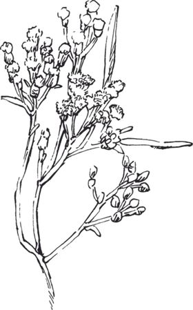 素描鲜花朵插图朵集合朵插画