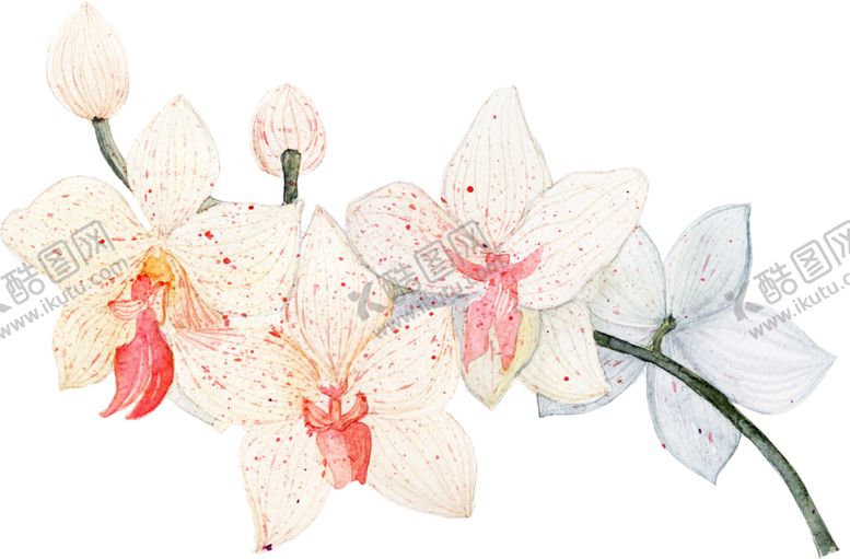 编号：96242509211722211934【酷图网】源文件下载-鲜花素材