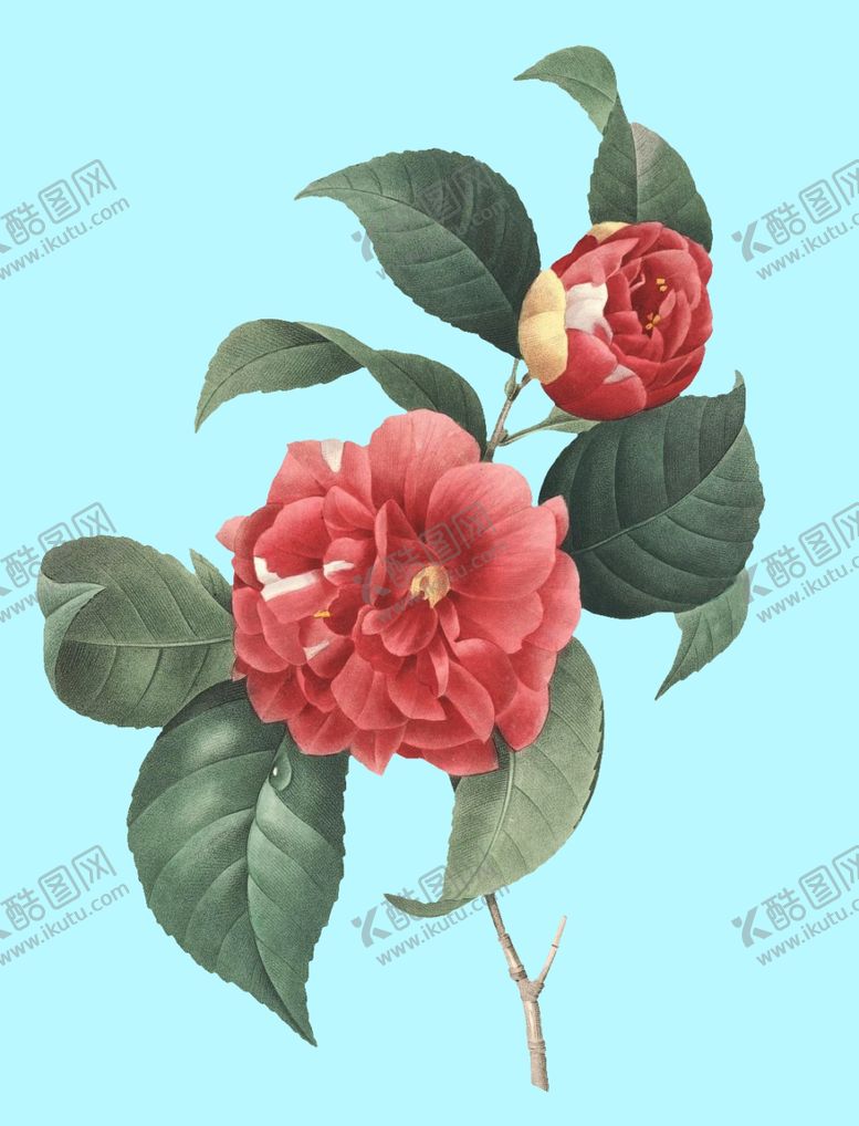 编号：79934510310752437823【酷图网】源文件下载-红色花卉