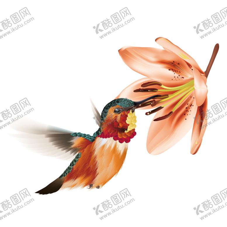 编号：45860709122323444342【酷图网】源文件下载-花鸟