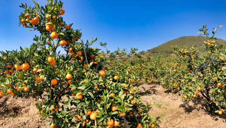 编号：14686810010544529504【酷图网】源文件下载-桔子