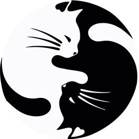 黑白猫