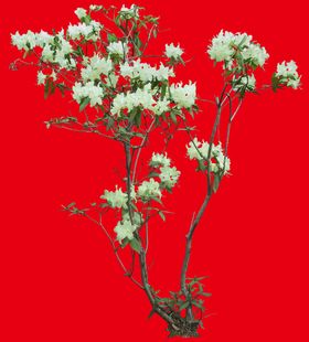 分层花
