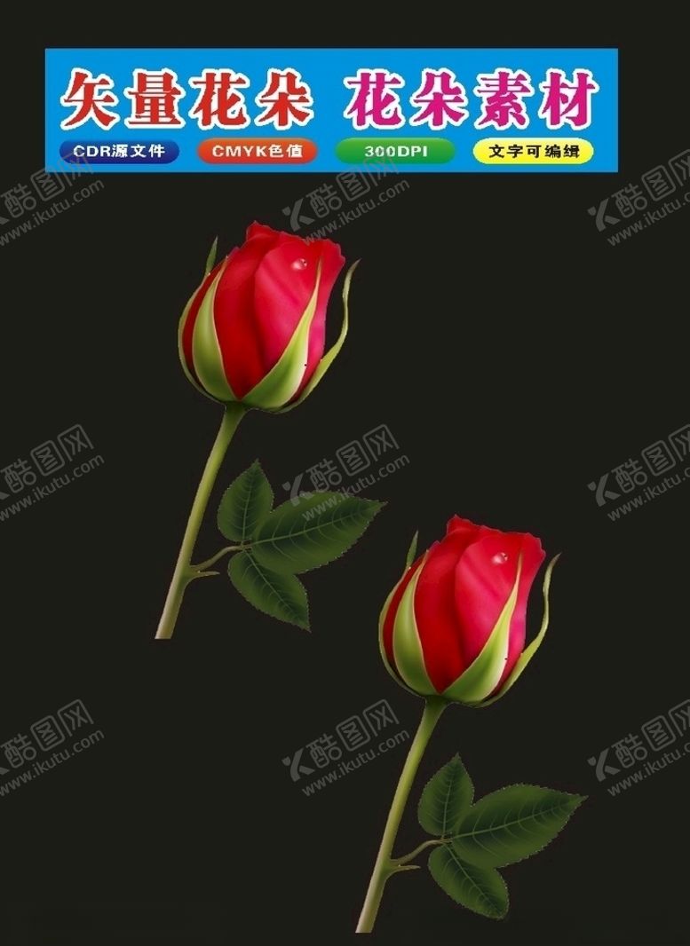 编号：90176710270906463660【酷图网】源文件下载-植物月季花
