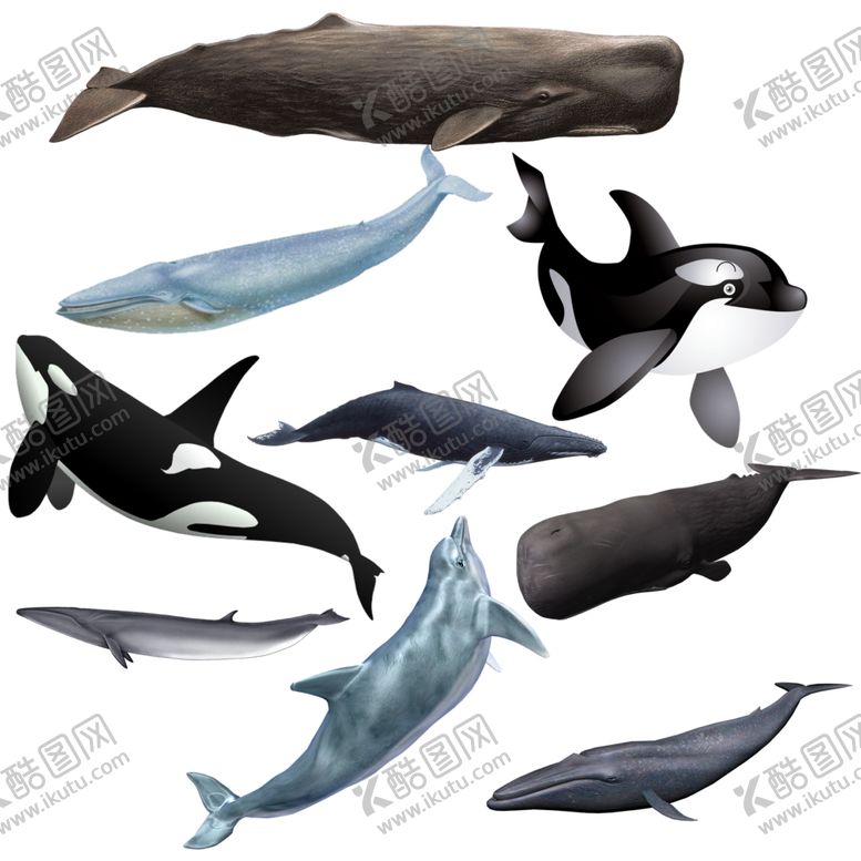 编号：50844209291613378697【酷图网】源文件下载-鲸鱼png免扣高清素材