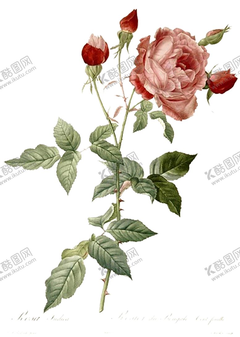 编号：13875609291356336987【酷图网】源文件下载-鲜花素材