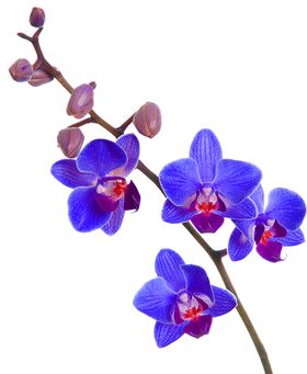 鲜花素材桔梗纺织印边纹