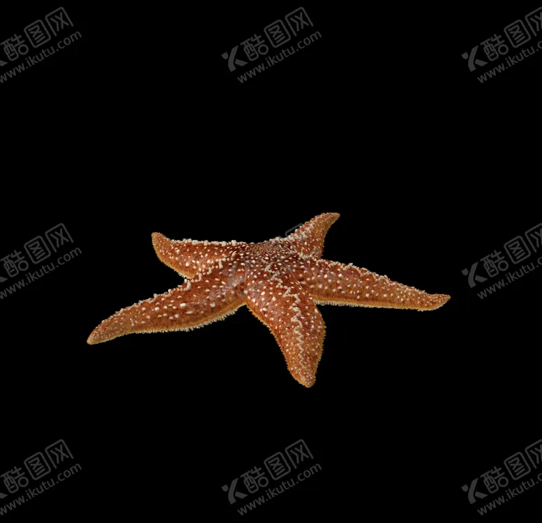 编号：41919706290809431790【酷图网】源文件下载-海洋生物