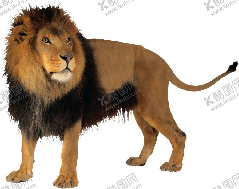 编号：45665610071541245974【酷图网】源文件下载-野生动物狮子