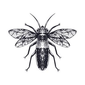 线描昆虫