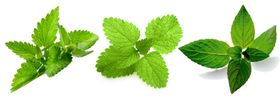 薄荷png免扣高清素材