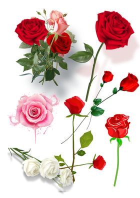 玫瑰花素材