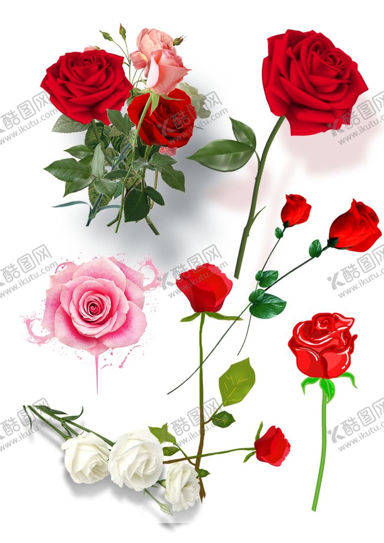 编号：67145507051736036068【酷图网】源文件下载-玫瑰花素材