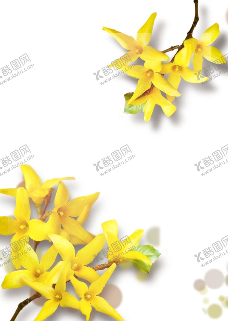 编号：86189204292143516143【酷图网】源文件下载-连翘黄色鲜花