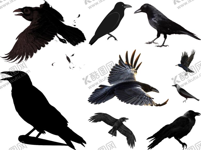 编号：58434010281155075702【酷图网】源文件下载-乌鸦png免扣高清素材