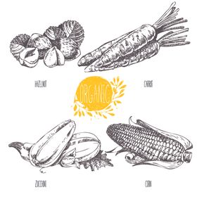 蔬菜素描