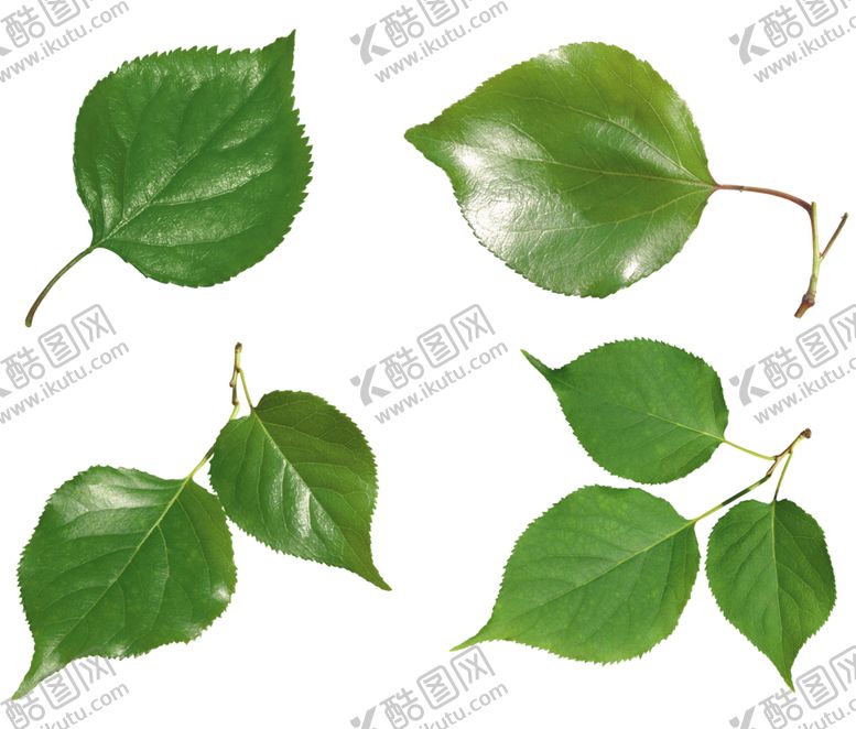 编号：96927302031803341259【酷图网】源文件下载-绿叶 png 植物 矢量图  