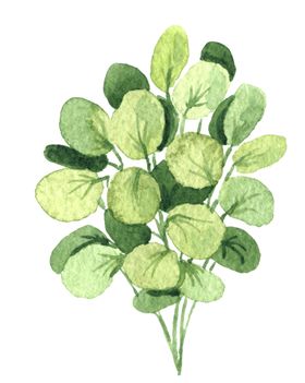 绿色家庭植物