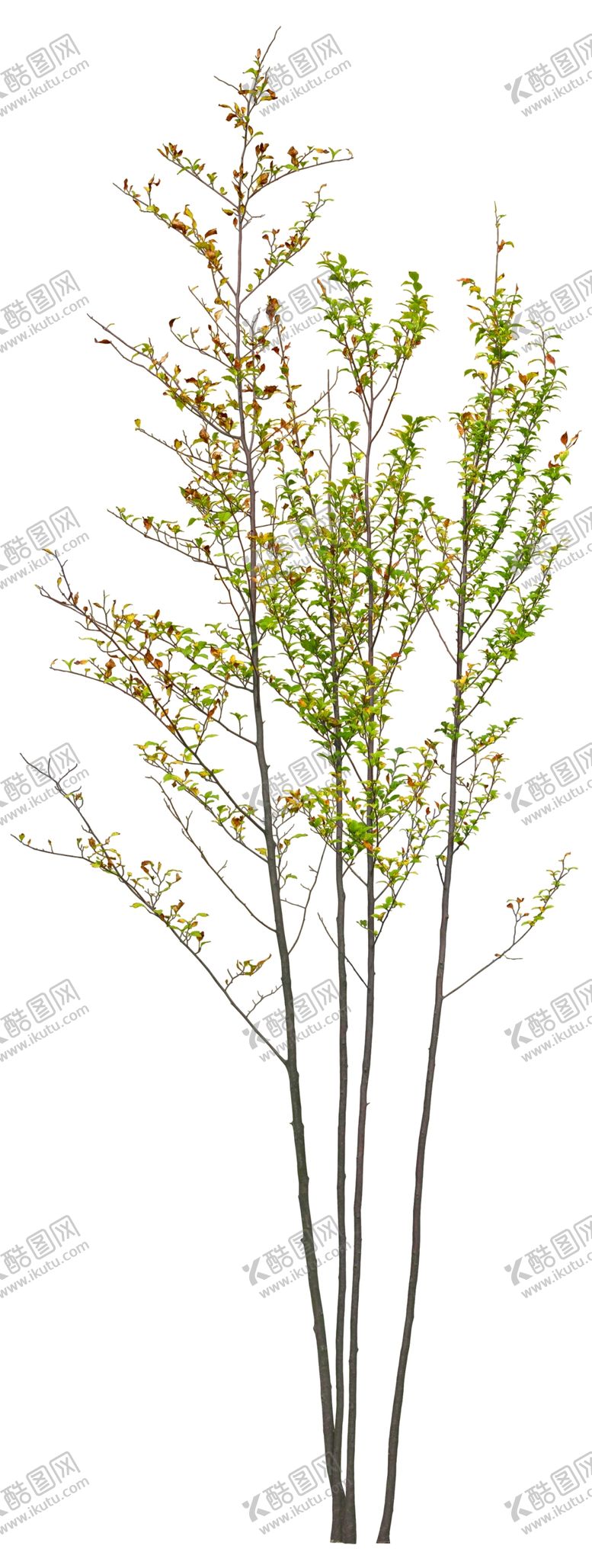 编号：54915609170355381724【酷图网】源文件下载-免扣植物素材图片