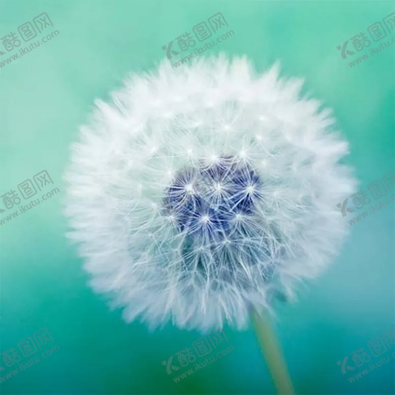 编号：33420704251726503503【酷图网】源文件下载-蒲公英