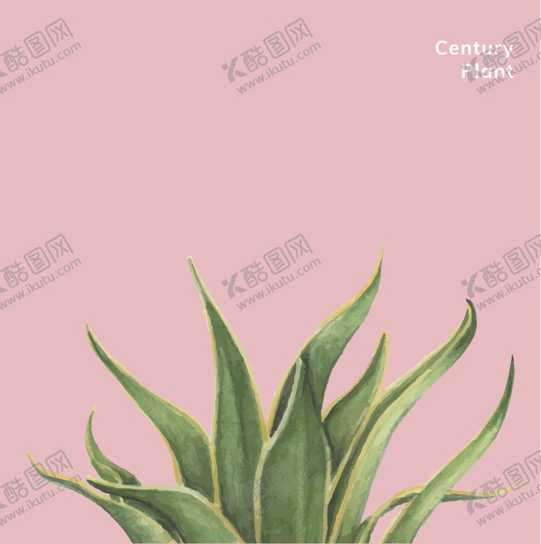 编号：32542205051425472240【酷图网】源文件下载-芦荟