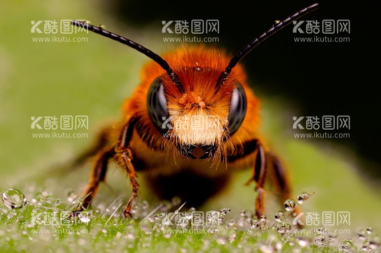 编号：44208012180532481490【酷图网】源文件下载-蜜蜂特写