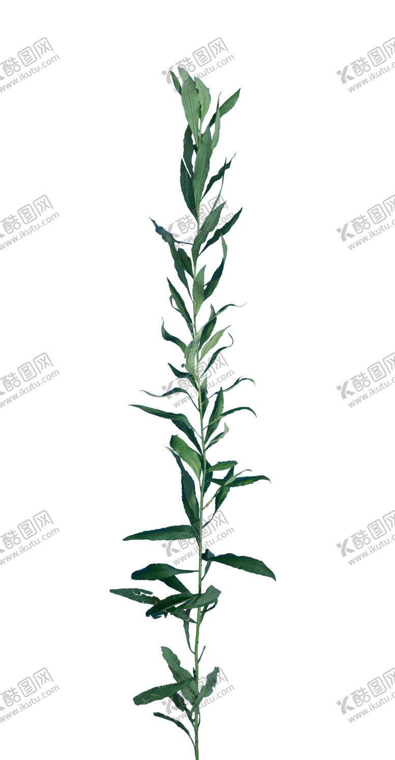 编号：14634112281911379062【酷图网】源文件下载-草