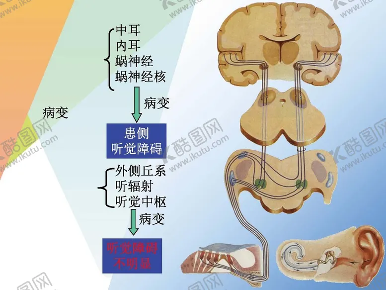 编号：37018610091124509817【酷图网】源文件下载-神经系统