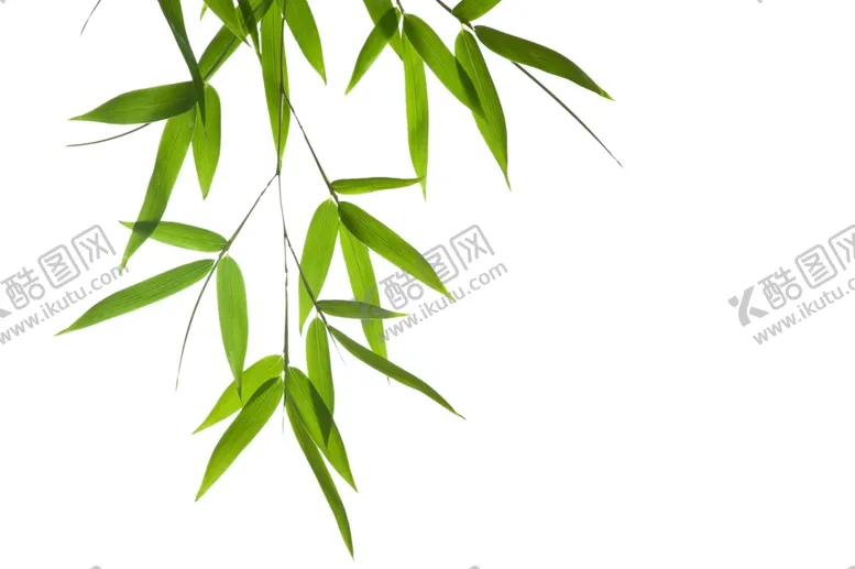 编号：49398103151001059826【酷图网】源文件下载-绿色的竹子竹叶透明图层免扣图