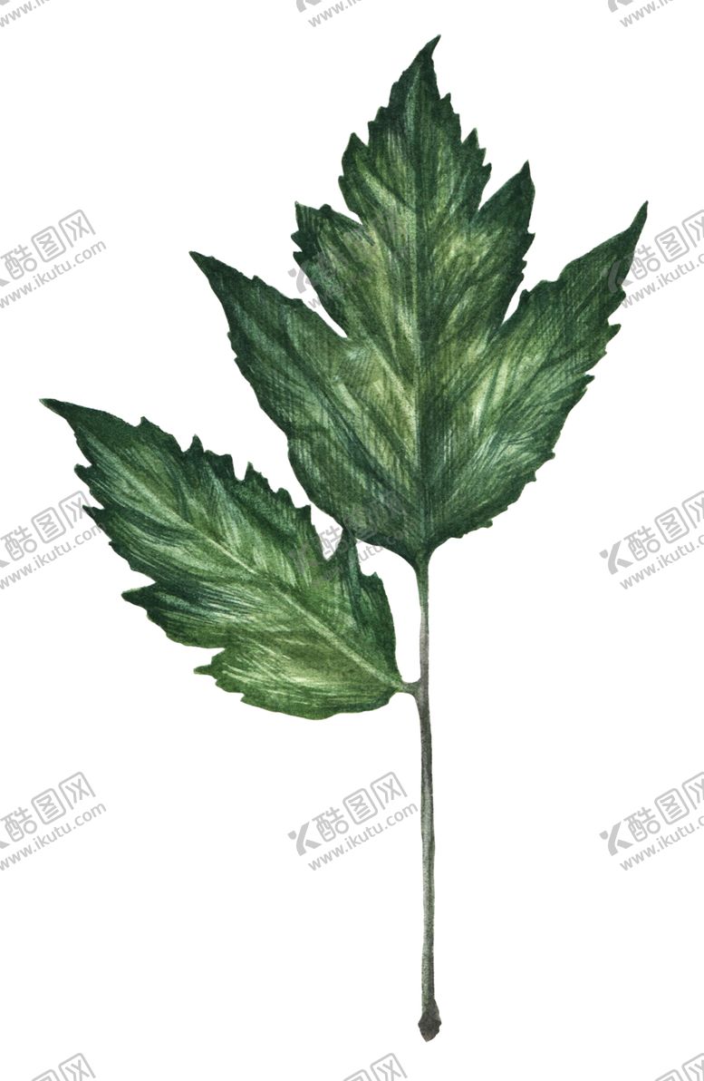 编号：22906407011256424327【酷图网】源文件下载-叶子