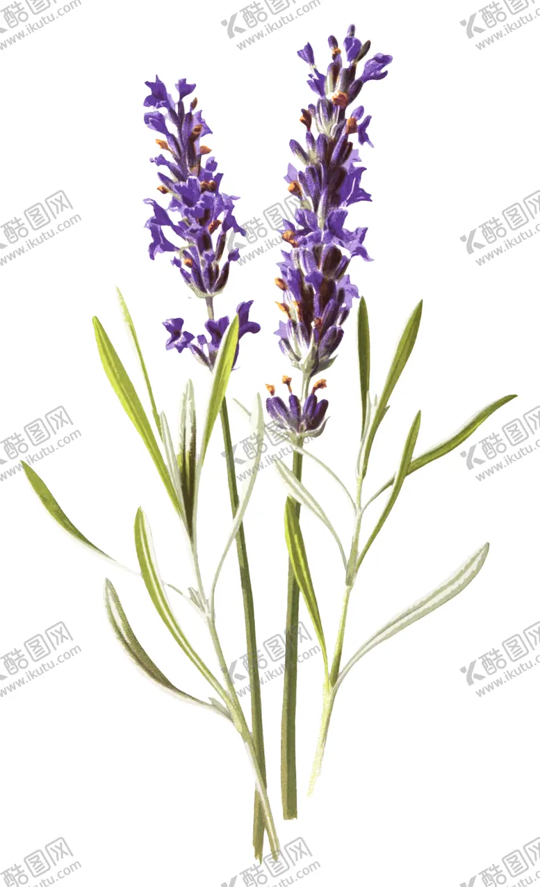 编号：97262906262257397156【酷图网】源文件下载-复古花朵植物图案