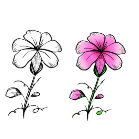 手绘牵牛花