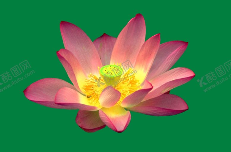 编号：55737109231416486766【酷图网】源文件下载-荷花