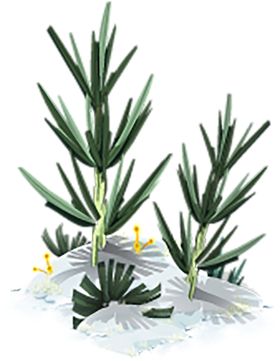绿色植物