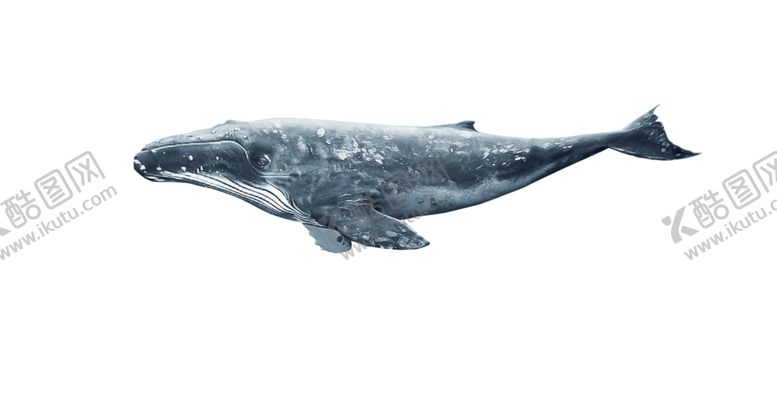 编号：91196509182237217335【酷图网】源文件下载-海豚