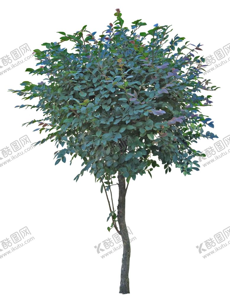 编号：11358310220043453762【酷图网】源文件下载-免扣植物素材图片