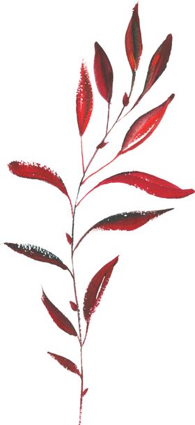 水彩手绘花卉花朵植物